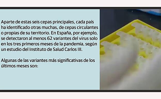 ¿Cuántas cepas y variantes hay del coronavirus?